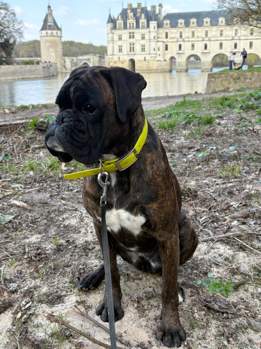 Very Important Boxer De La Vallée De L'Acier